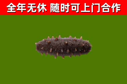 潞州回收海参干